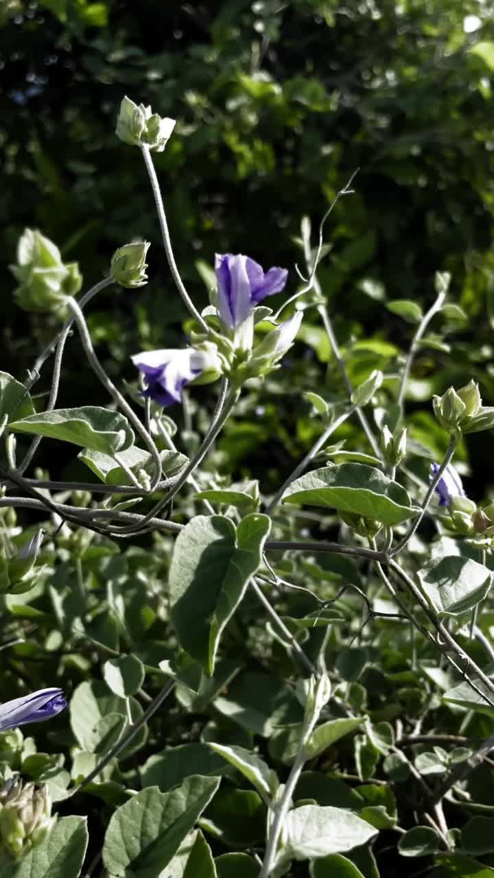 flores púrpuras y vides en un jardín