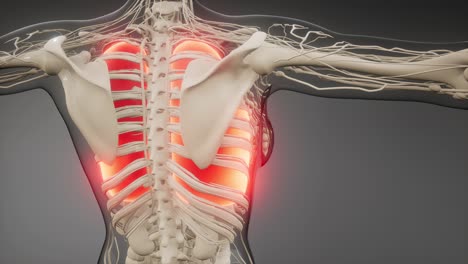examen radiológico de los pulmones humanos