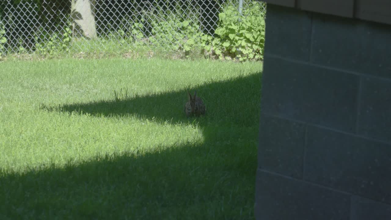 슬로우 모션으로 토끼가 간식을 먹는 것을 보세요.