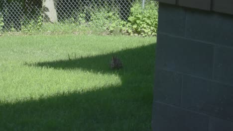 Slow-motion-look-at-a-rabbit-eating-a-snack