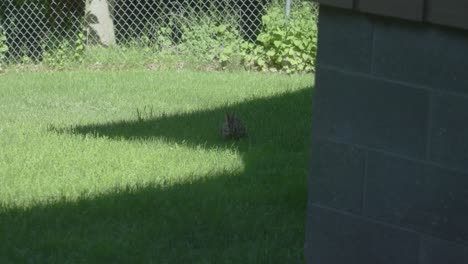 slow motion look at a rabbit eating a snack