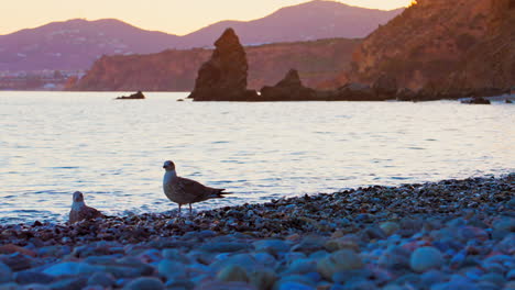 Seagulls-at-Playa-de-las-Alberquillas,-Spain,-after-sundown-and-in-slow-motion