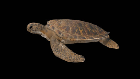 turtle swimming