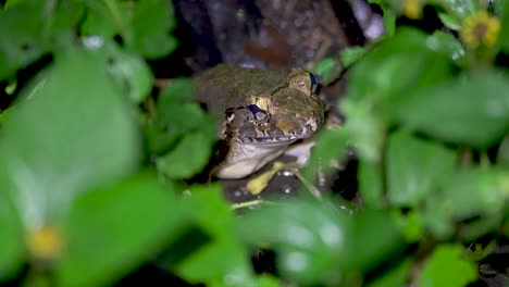 a frog peeking through green leaves