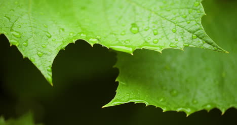 water drops on leaf surface 10