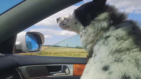 el perro viaja en auto sentado en el asiento del pasajero