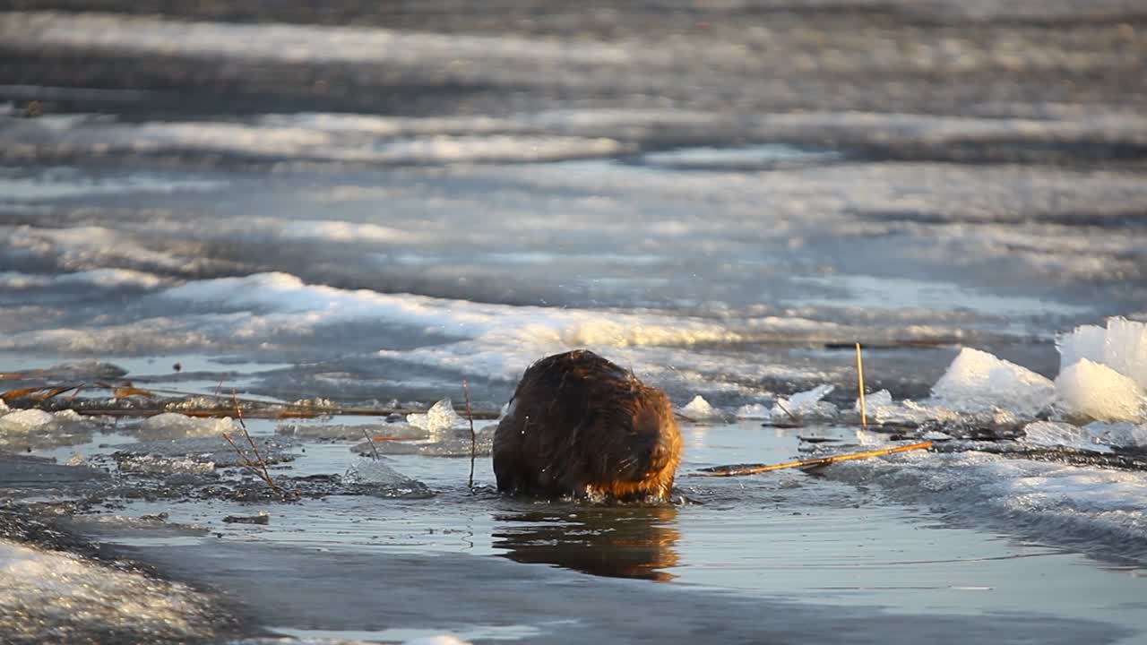 castor euroasiático sentado en hielo y limpiándose