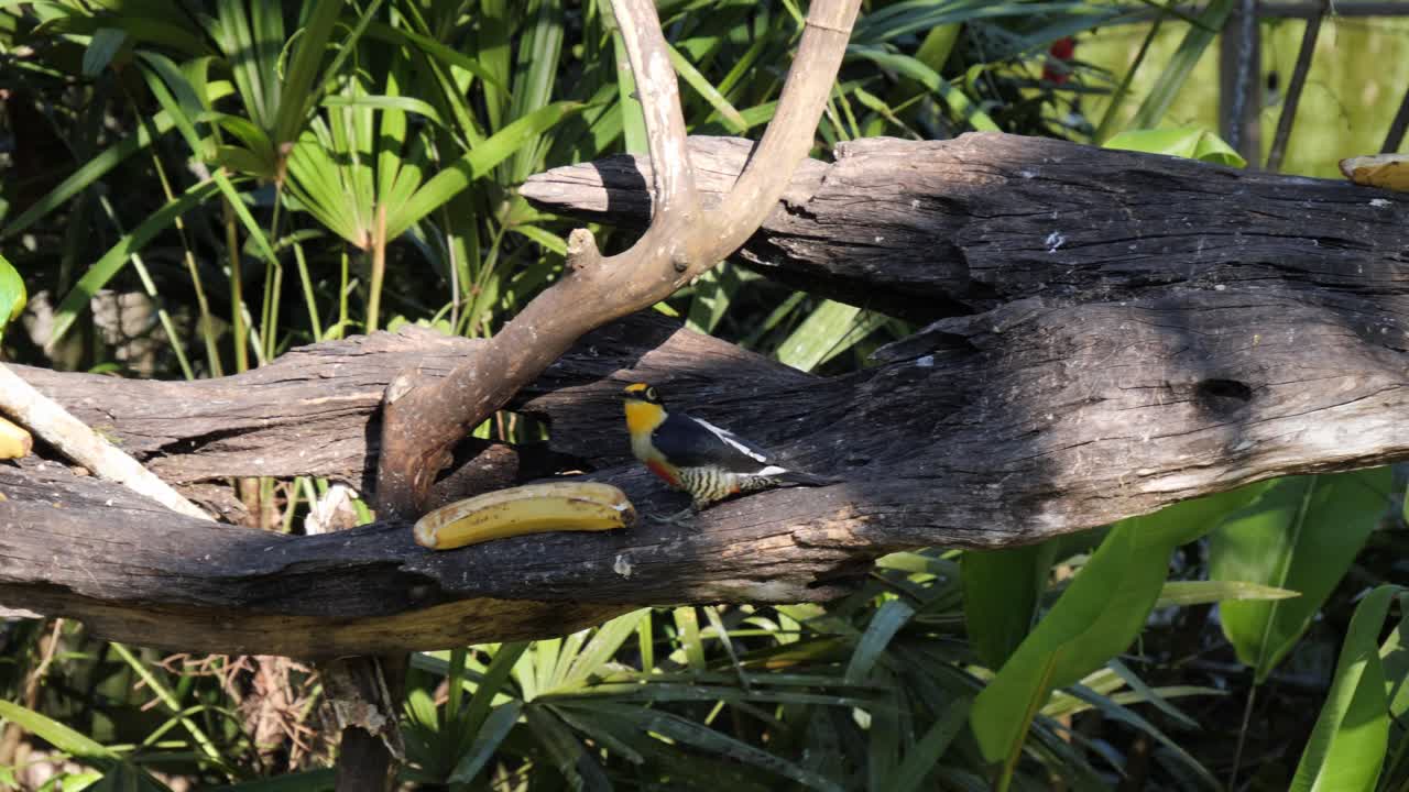 tropical brazilian rainforest birds - maritaca, parakeet