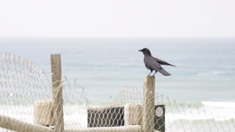 Vogel-Fliegt-Vom-Zaun-In-Der-Nähe-Des-Ozeans