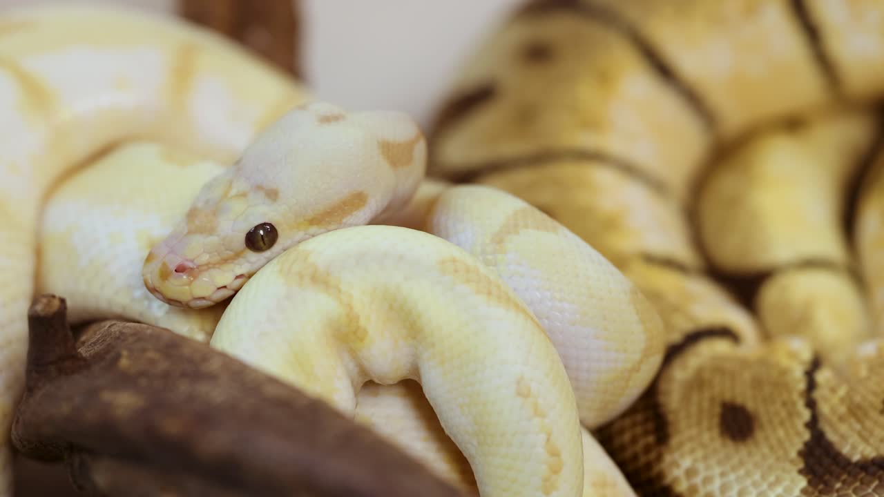 A corn snake rests on a branch, showcasing its vibrant scales in soft lighting. The environment is calm and natural