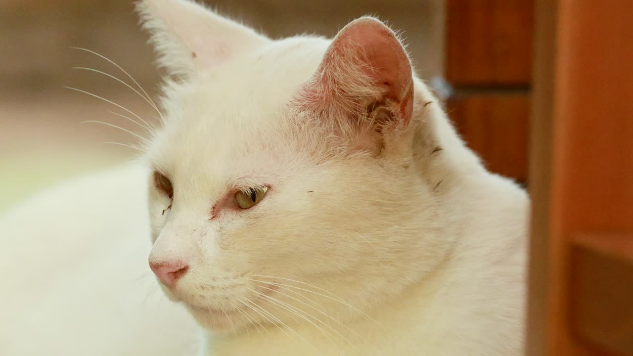 A white cat rests calmly in a sunlit area, surrounded by warm tones and soft lighting