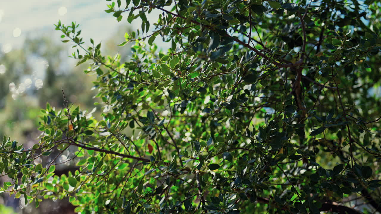 Close up of a tree branch with a blurred view of the sea on the background