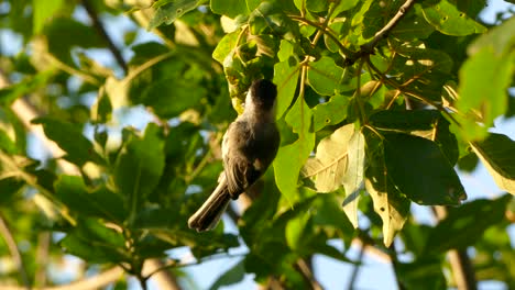 Brown-and-white-bird-feeds-on-insects-from-the-leaves-of-a-tree-in-the-woods