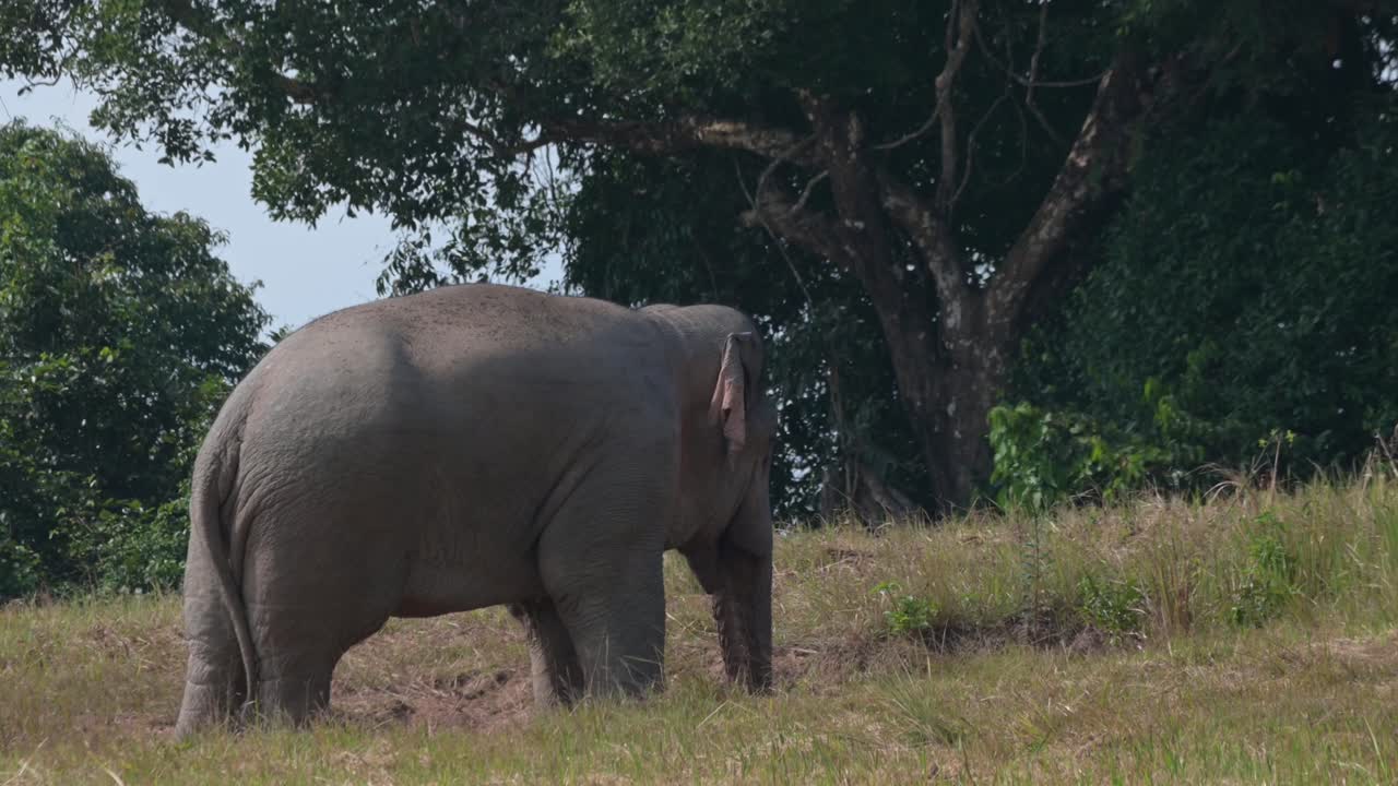 facing to the right while at a salt lick while the camera zooms out, Indian Elephant Elephas maximus indicus, Thailand