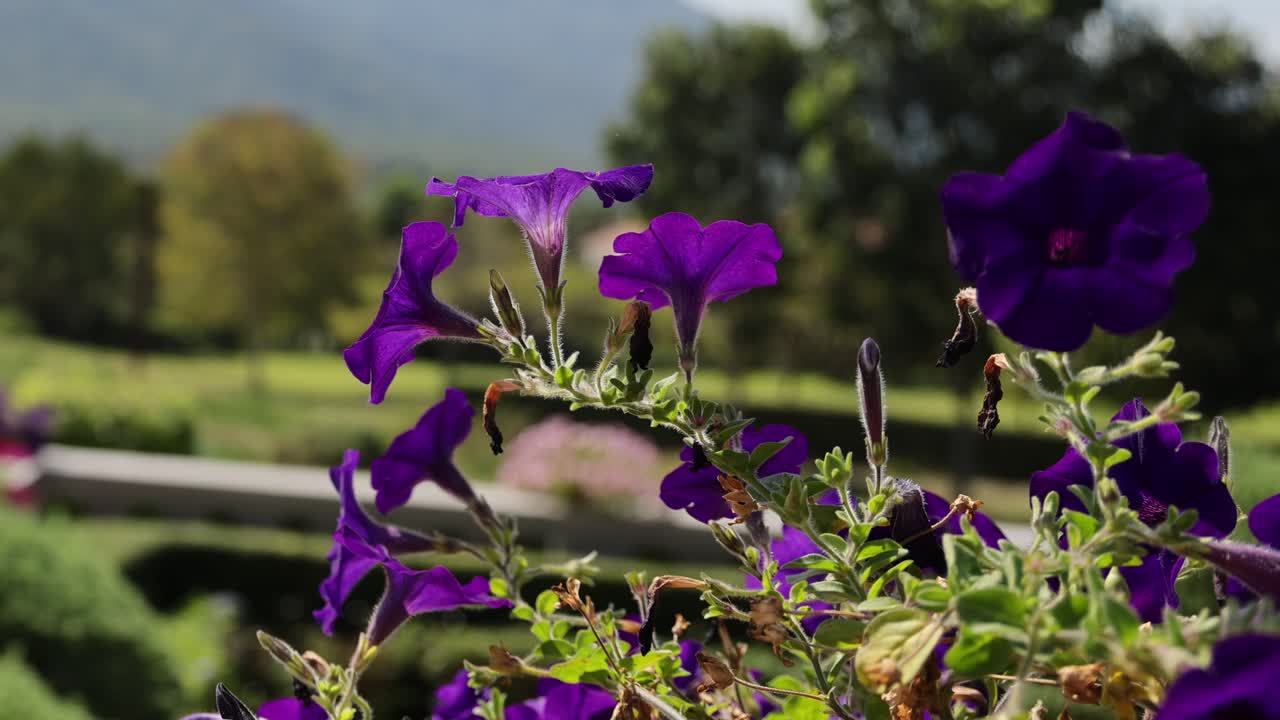 flores púrpuras vibrantes balanceándose suavemente en la brisa