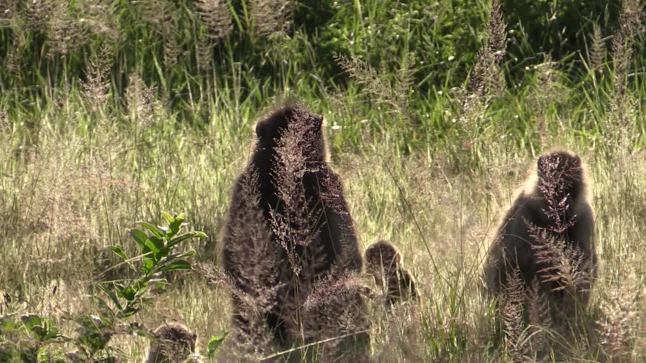 babuinos con su descendencia en hierba alta a la luz de la tarde, uno de los babuinos adultos se aleja