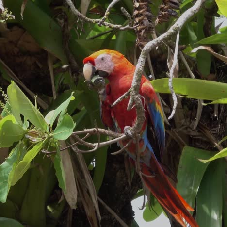 a scarlet macaw eats fruit from jungle trees in the rainforest of costa rica