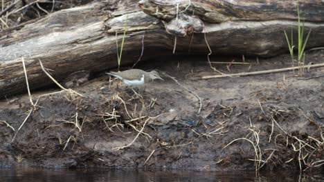 Common-sandpiper-is-looking-for-food-at-river-bank-mud-in-spring