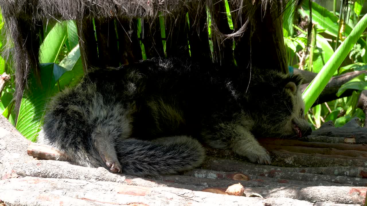 binturong, bearcat tomando una siesta a la sombra en un caluroso día tropical, durmiendo durante el día