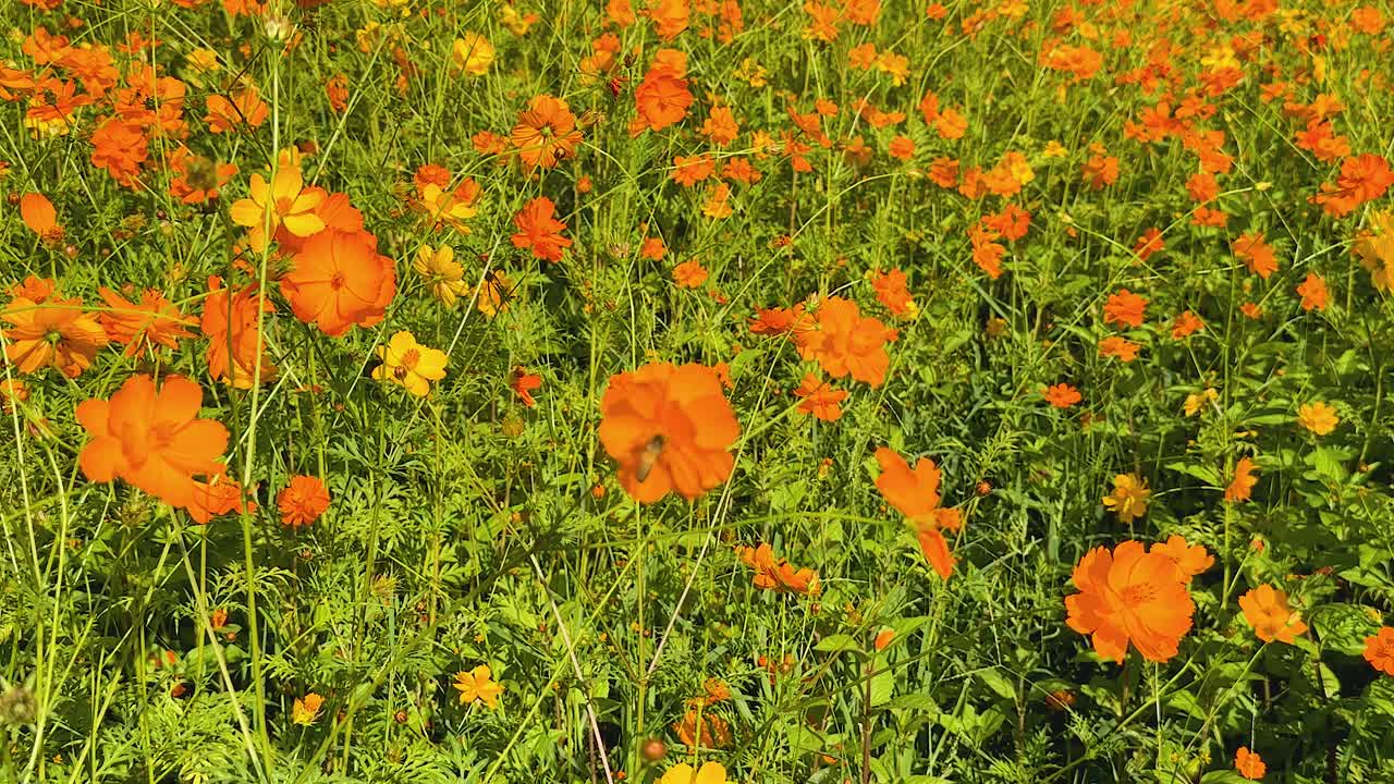 Campo di cosmee vivaci arancioni e gialle