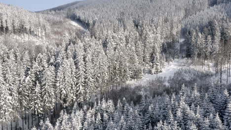 Vast-coniferous-forest-on-a-mountainous-slope-in-winter-snow,Czechia
