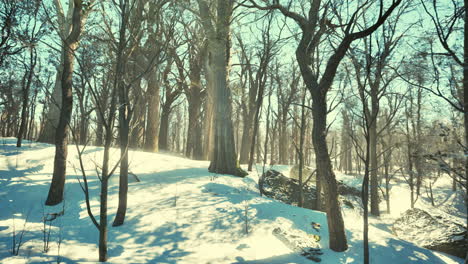 winter wonderland: sunlit snowy forest