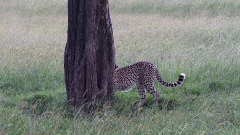 guepardo dos hermanos, caminando hacia un árbol para hacer una marca de olor, masai mara, kenia