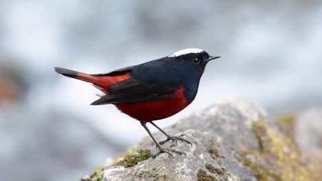 el colirrojo de cabeza blanca es conocido por su hermosa corona blanca, alas de color azul oscuro negruzco y marrón debajo de las plumas y su cola comienza con rojo