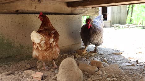 muchos pollos rojos en un día de verano en el pueblo