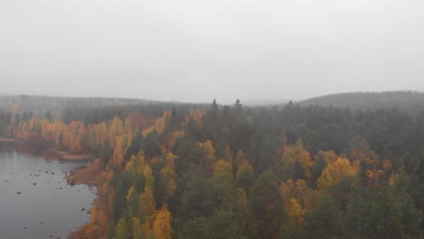 Coniferous-forest-changing-to-Autumn-colors-near-the-Ume-River,-in-Lycksele---Sweden---Crane-up-aerial-shot
