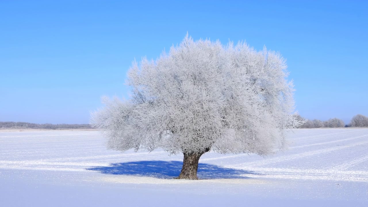 Sunlit frost coats every branch of a solitary tree in an open snowy field, while a crisp blue sky and dark trunk create strong contrast in the still winter landscape.