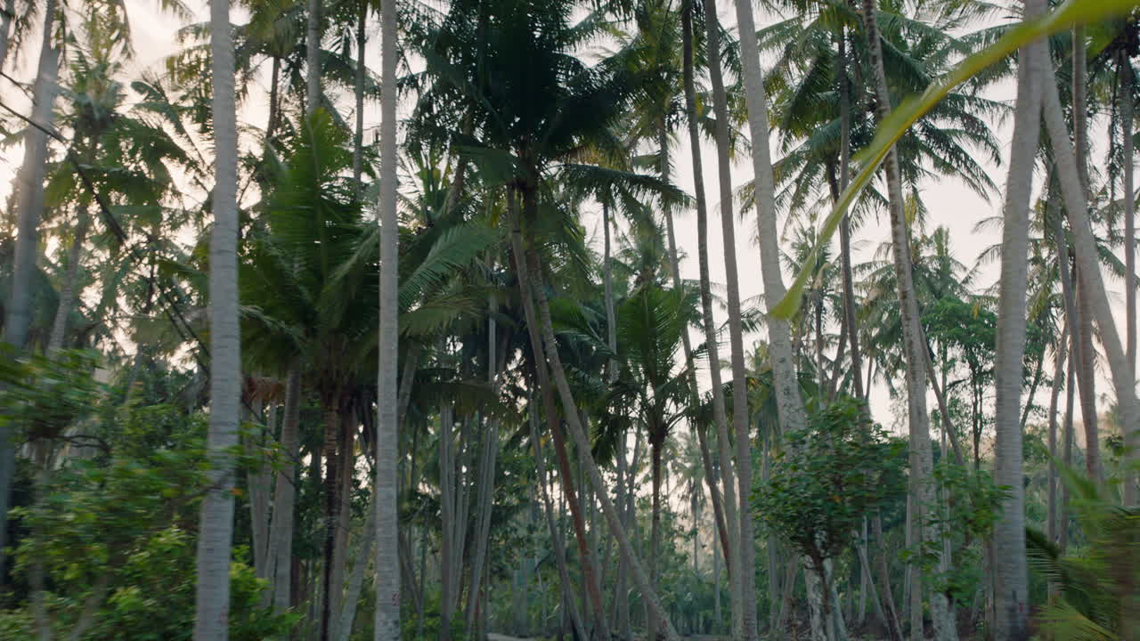 palmeras en una isla tropical hermoso concepto de introducción de destino de viaje de vacaciones