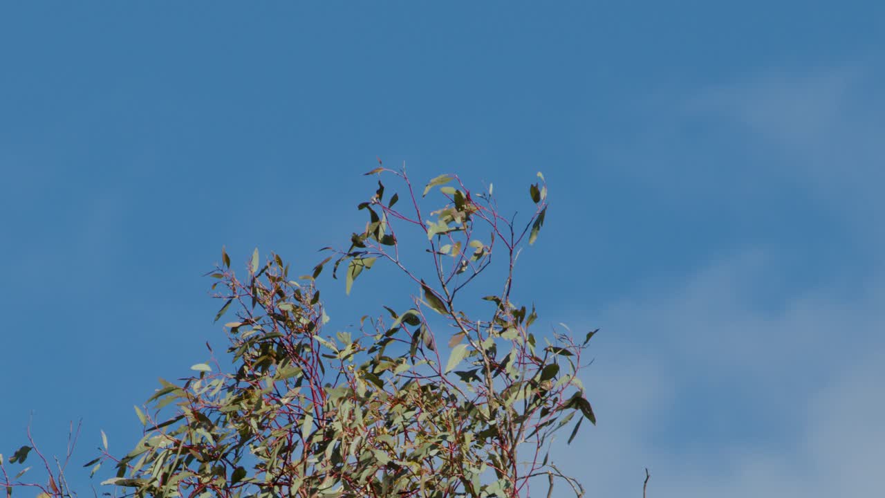Eucalyptus tree branches move gently in the wind under bright daylight and clear blue sky