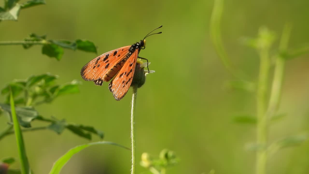 꽃에 붉은 나비.