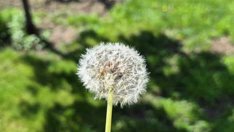 araña arrastrándose en una flor de diente de león