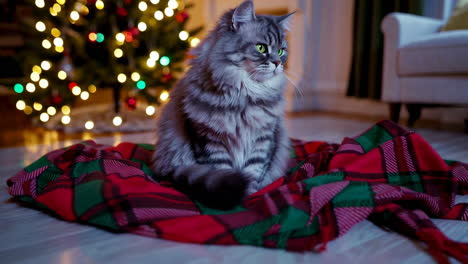Grey Cat Relaxing by Christmas Tree