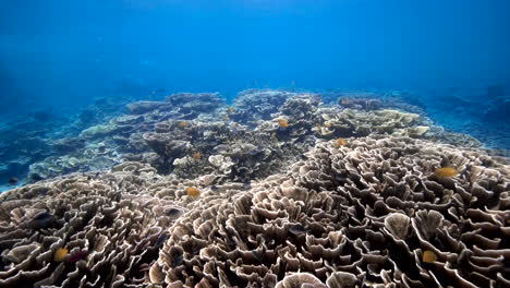 swimming over spectacular healthy coral reef marine ecosystem