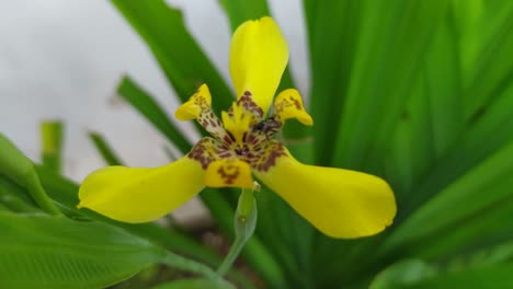 Little-bee-on-yellow-walking-iris-flower