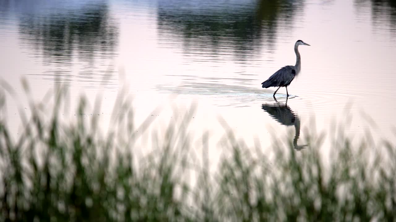 gran garza azul pescando en el agua
