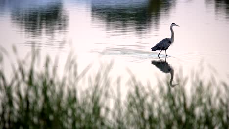 Gran-Garza-Azul-Pescando-En-El-Agua