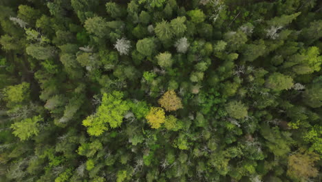 spruce trees within the great lakes-st. lawrence forest region in schomberg, ontario, canada. aerial topdown shot
