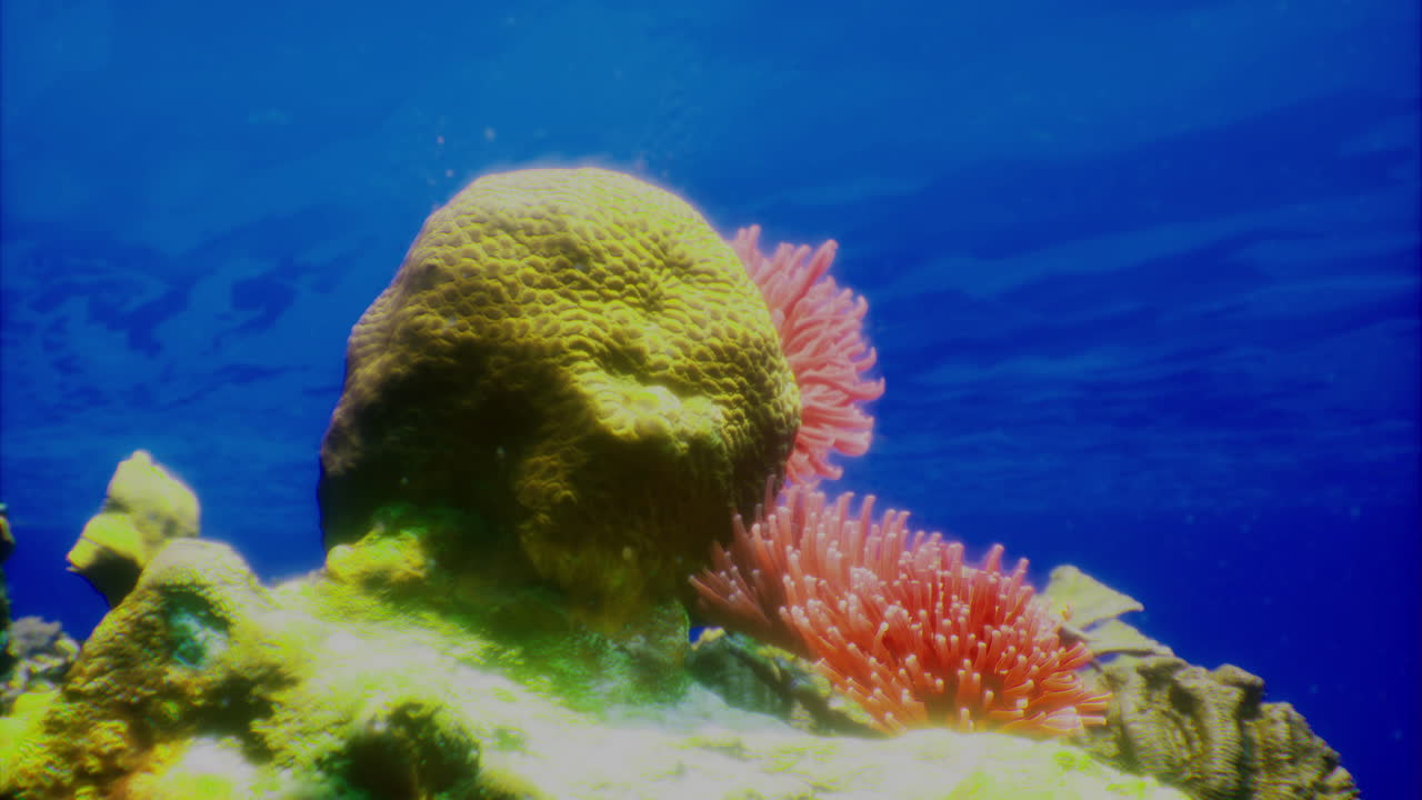 Coral reef ecosystem showcasing vibrant sea life in tropical waters