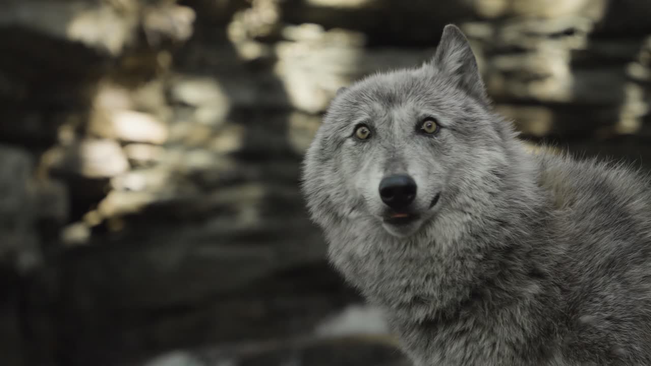 A gray wolf turns its head with mouth open, eyes sharp and alert — a side-profile portrait radiating both grace and primal readiness in the wild.