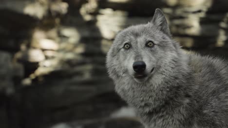 a gray wolf turns its head with mouth open, eyes sharp and alert — a side-profile portrait radiating both grace and primal readiness in the wild.