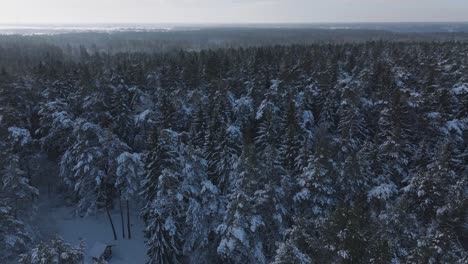 ascending drone reveals the breathtaking expanse of a snow-laden baltic forest