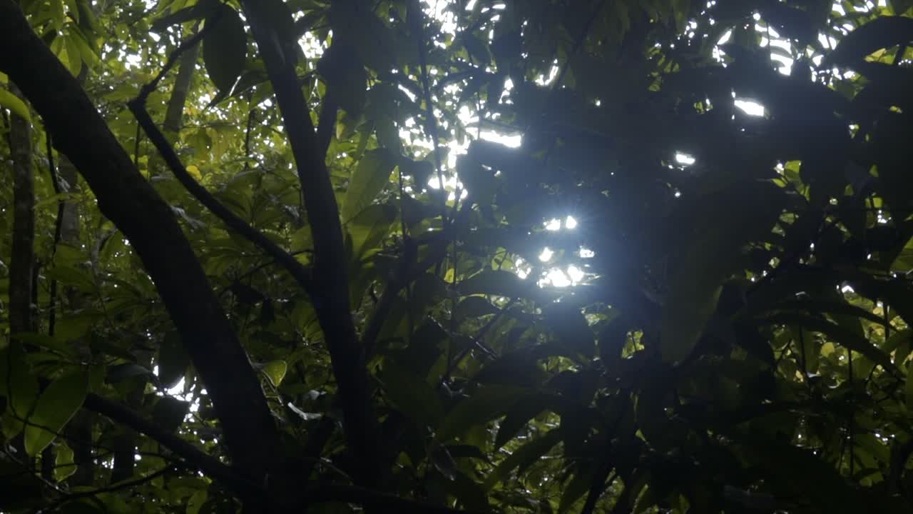 destellos de luz solar entre las hojas en un ambiente de bosque tropical oscuro