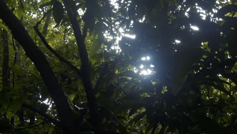 Sunlight-Flares-Between-the-Leaves-in-a-Dark-Tropical-Forest-Ambience