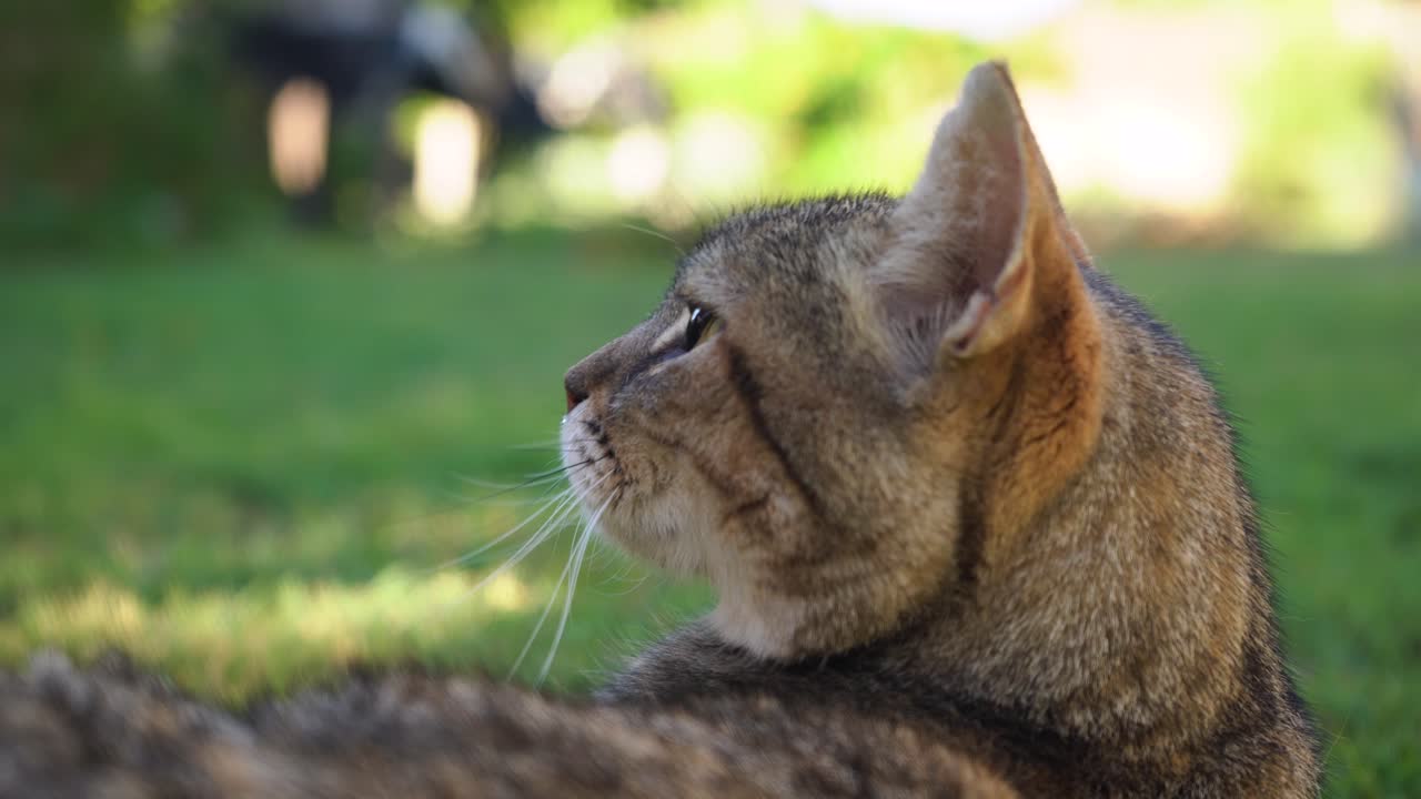 primer plano de gato tirado en el césped girando la cabeza y mirando hacia atrás