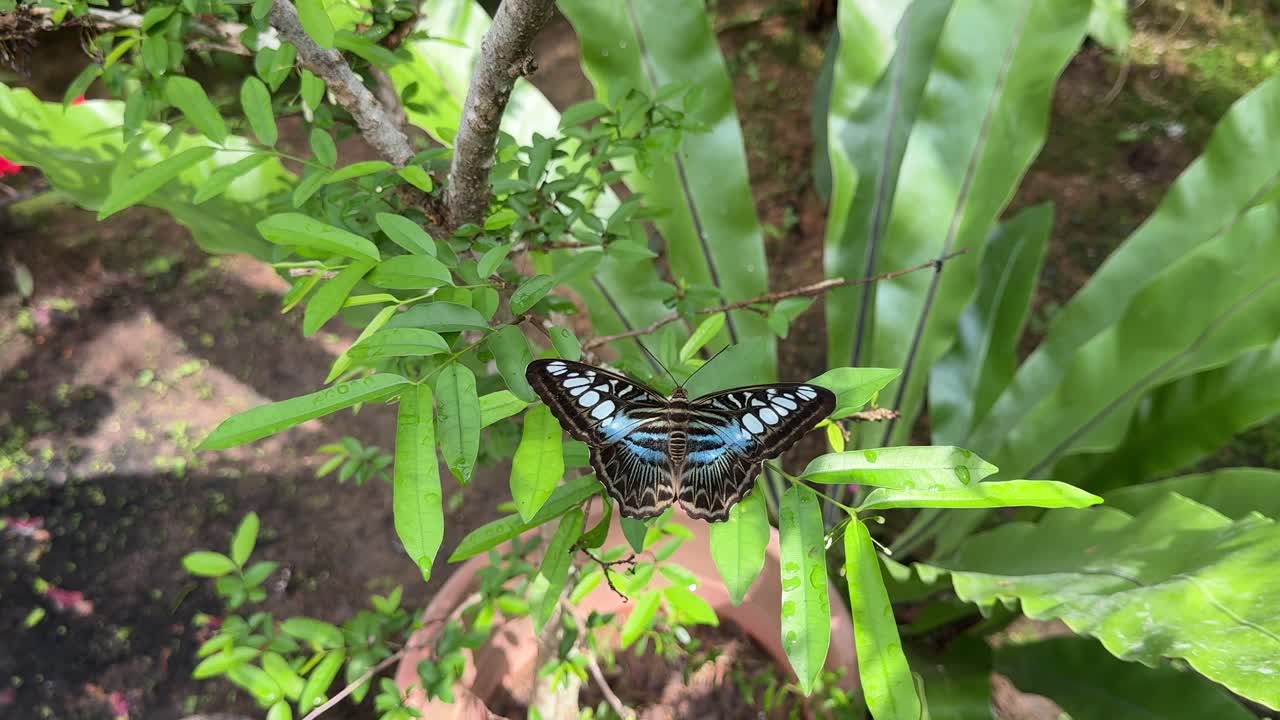 hermosa mariposa descansando en la parte superior de las hojas, vista de cerca de arriba hacia abajo