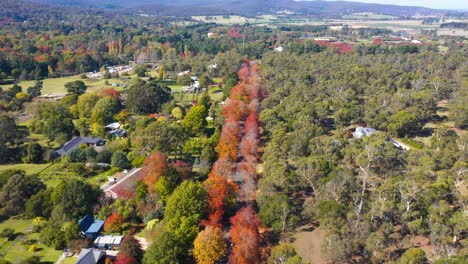 aerial view of honour avenue in macedon ranges, melbourne, victoria, australia